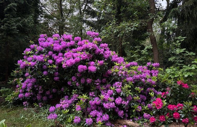 Verblijf 201807 - Vakantiewoning Zuidwest Drenthe - Huisje in Wateren (Westerveld)