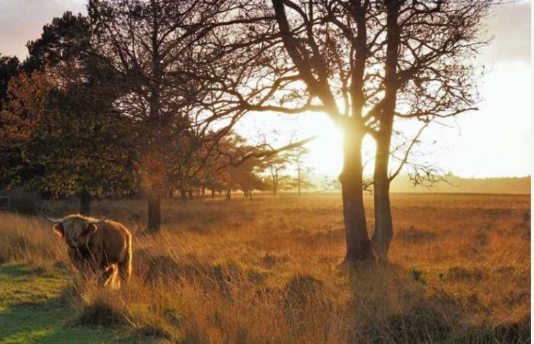 Verblijf 201807 - Vakantiewoning Zuidwest Drenthe - Huisje in Wateren (Westerveld)