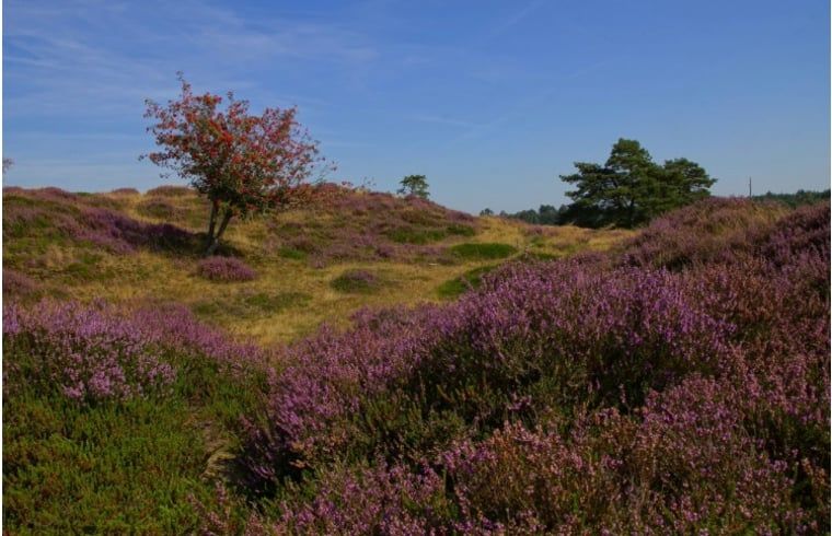 Verblijf 201807 - Vakantiewoning Zuidwest Drenthe - Huisje in Wateren (Westerveld)
