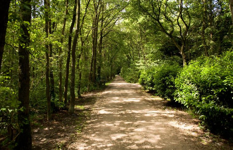 Waldweg in der Naehe des Ferienhauses in Wateren, Westerveld, Ferienhaus in Suedwest-Drenthe.