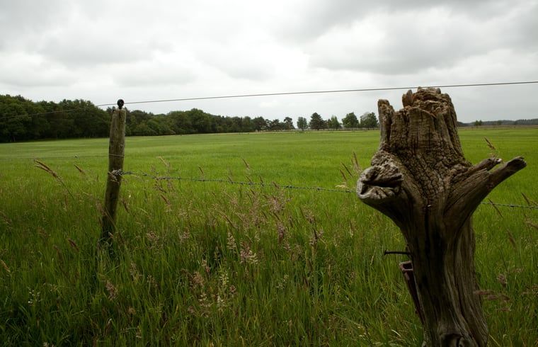 Gruene Wiese mit Zaun in der Naehe des Ferienhauses in Wateren, Westerveld, Ferienhaus in Suedwest-Drenthe.