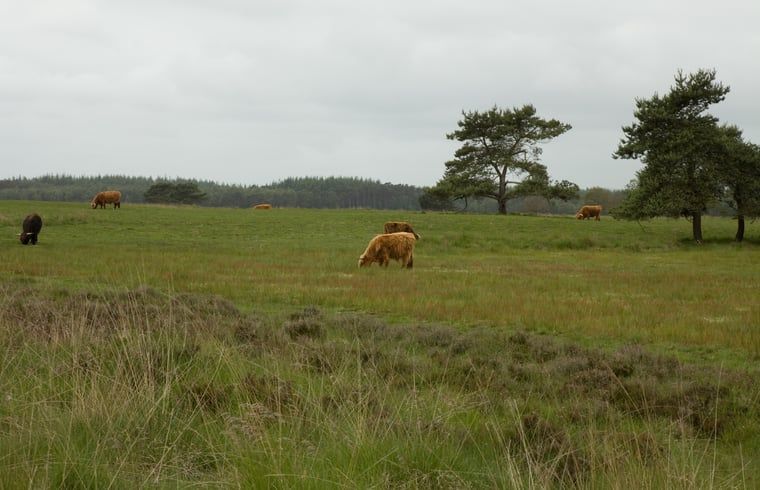 Weidende Kuehe in der Naehe eines Ferienhauses in Wateren, Westerveld, im Suedwesten von Drenthe.