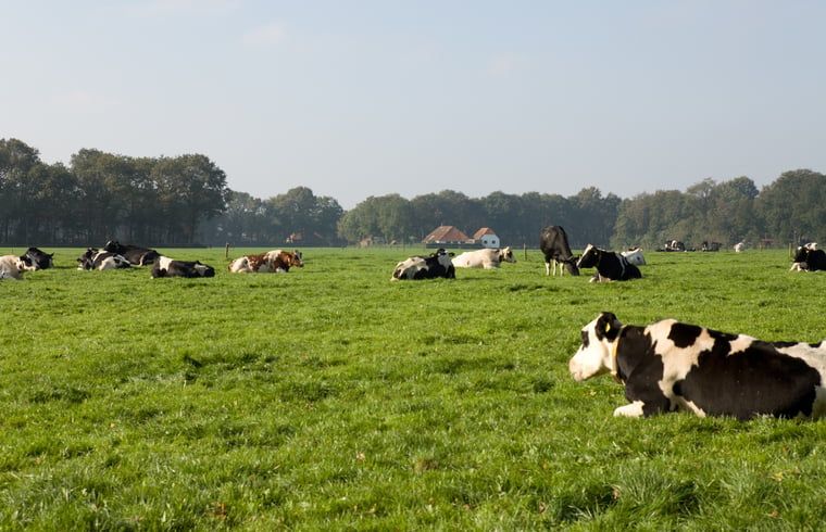 Kuehe auf einem Feld in der Naehe des Ferienhauses in Wateren, Westerveld, im Suedwesten von Drenthe.