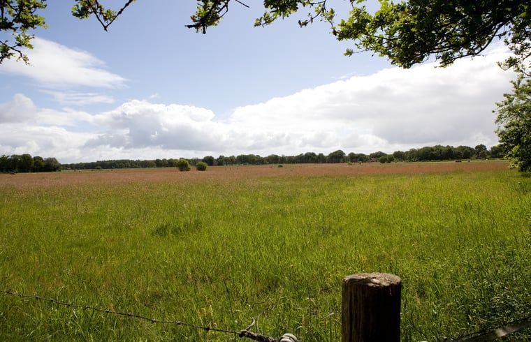 Sonnige Wiese mit Baeumen in der Naehe des Ferienhauses in Wateren, Westerveld, Ferienhaus in Suedwest-Drenthe.