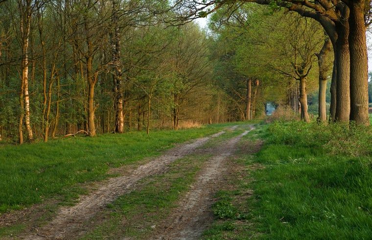 Bewaldetes Gebiet beim Ferienhaus in Wateren, Westerveld, Ferienhaus in Suedwest-Drenthe.