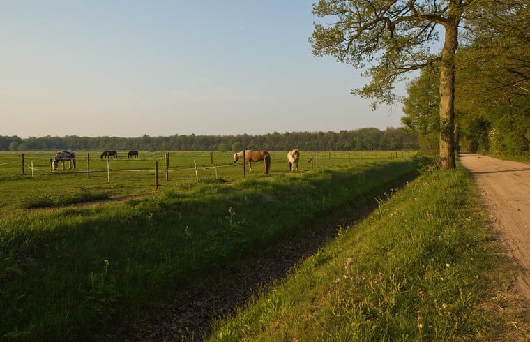 Pferde auf einer Wiese in der Naehe des Ferienhauses in Wateren, Westerveld, im Suedwesten von Drenthe.