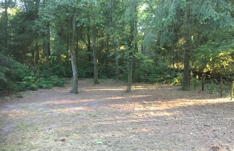 Bewaldeter Garten um das Cottage in Wateren, Westerveld, ideal fuer Naturliebhaber in Drenthe.