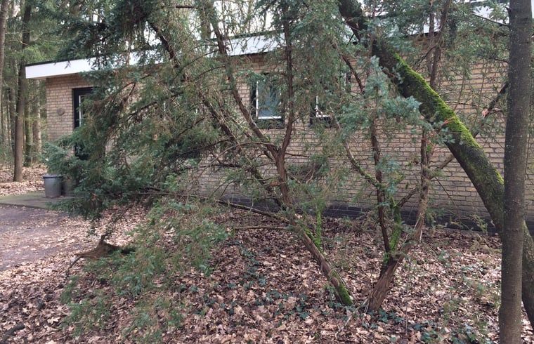 Ferienhaus in Wateren, Westerveld, versteckt zwischen den Baeumen im Suedwesten von Drenthe.