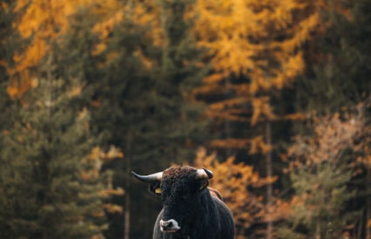 Herbstspaziergang durch den Wald in der Naehe des Ferienhauses in Wateren, Westerveld, Drenthe.