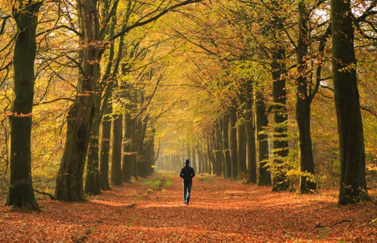 Holzpfad in der Landschaft um Cottage in Wateren, Westerveld, Drenthe.