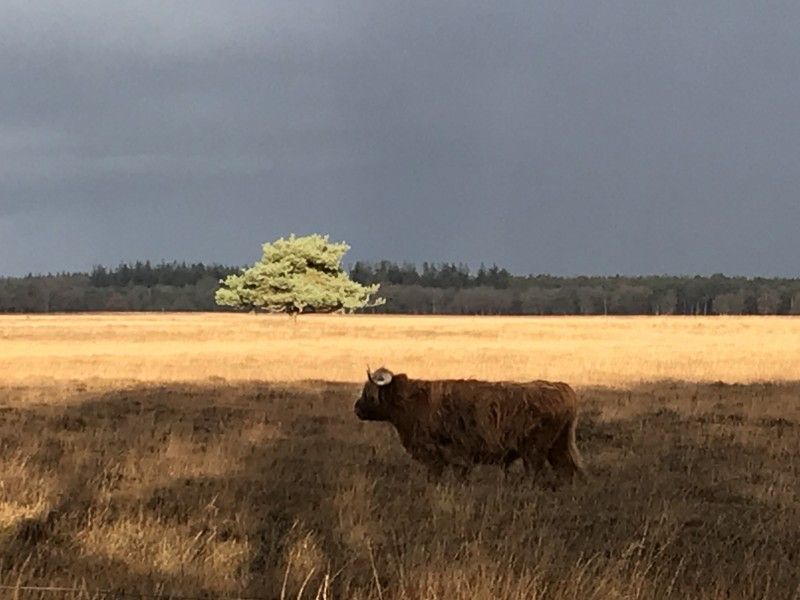 Verblijf 201836 - Chalet Zuidwest Drenthe - Charme Chalet Kairos