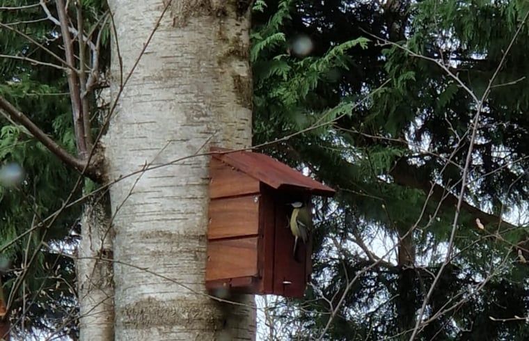 Birdhouse in the garden of Huisje in Koekange, vacation home in Southwest Drenthe, for nature lovers.
