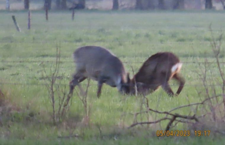 Deer in the field near Cottage in Koekange, vacation home in Southwest Drenthe, a paradise for nature lovers.