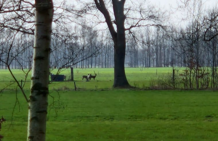 View of grazing deer from Cottage in Koekange, vacation home in Southwest Drenthe, in the middle of nature.