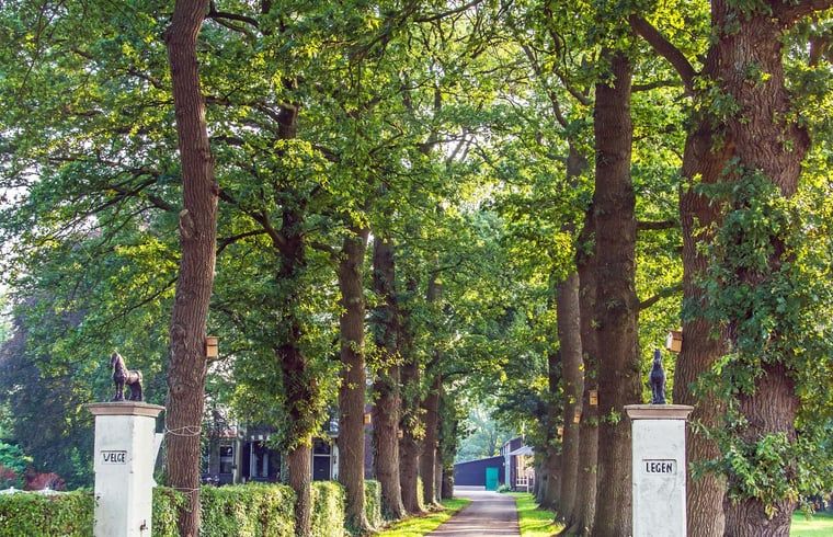 Bomenlaan naar vakantiehuisje in Koekange, biedt een schilderachtige entree in Zuidwest Drenthe.