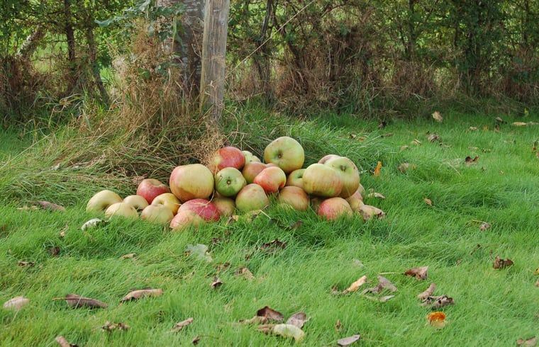 Verse appels in de tuin van vakantiehuisje in Koekange, Zuidwest Drenthe, omgeven door natuur.