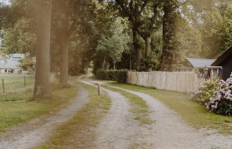 Malerischer Waldweg am Ferienhaus in Uffelte, Suedwest-Drenthe, umgeben von gruenen Baeumen und friedlicher Natur.