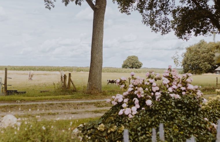 Atemberaubende Aussicht auf die Landschaft vom Ferienhaus in Uffelte, Suedwest-Drenthe, mit bluehenden Hortensien.