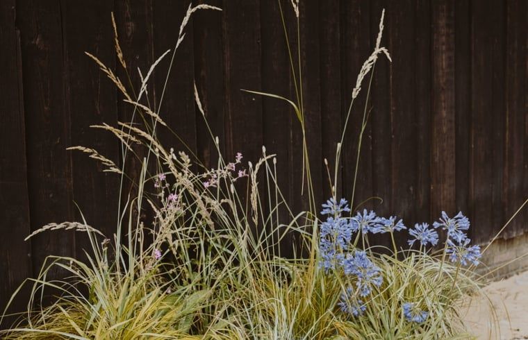 Rustikaler Garten eines Ferienhauses in Uffelte, Suedwest-Drenthe, mit Wildblumen und Holzzaun.