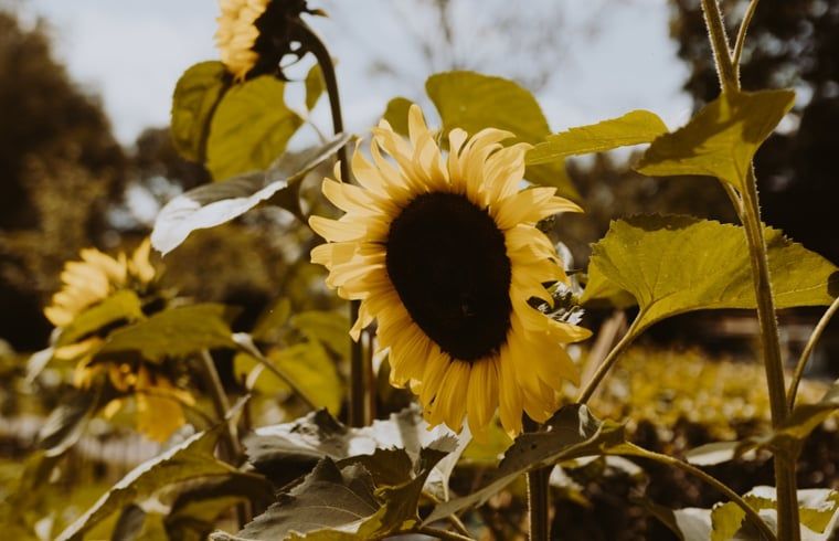 Sonnige Sonnenblume im Garten des Ferienhauses in Uffelte, Suedwest-Drenthe, leuchtet in der Sommersonne.