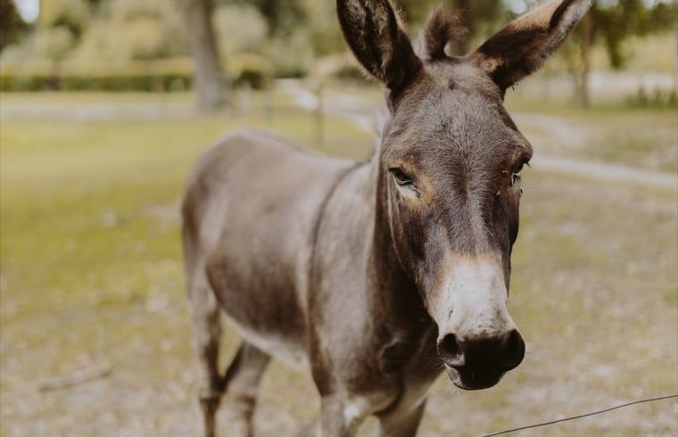 Freundlicher Esel in der Naehe des Ferienhauses in Uffelte, Suedwest-Drenthe, der die friedliche Umgebung geniesst.