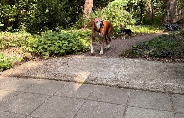 Das Ferienhaus in Uffelte liegt im Gruenen und bietet Privatsphaere und Ruhe in den Waeldern im Suedwesten von Drenthe.