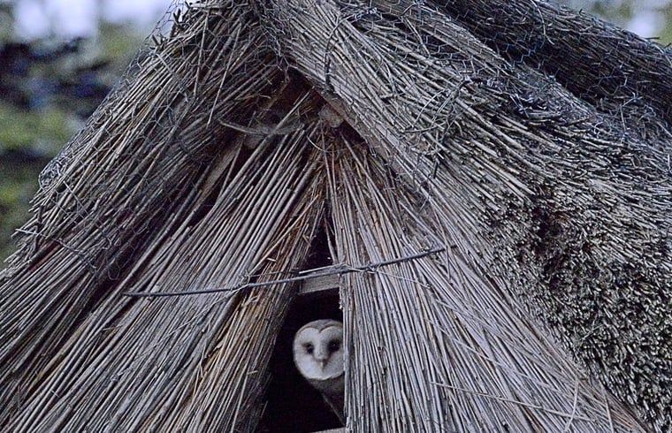 Unterkunft 202216 - Ferienhaus Zuidwest Drenthe - Vakantiehuisje in Uffelte