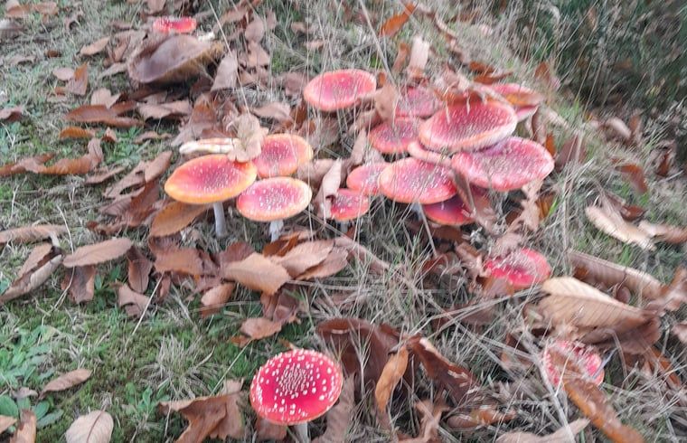 Verblijf 202504 - Vakantiewoning Zuidwest Drenthe - Huisje in Elim