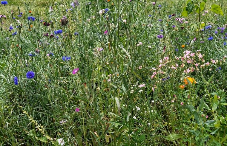 Verblijf 202504 - Vakantiewoning Zuidwest Drenthe - Huisje in Elim