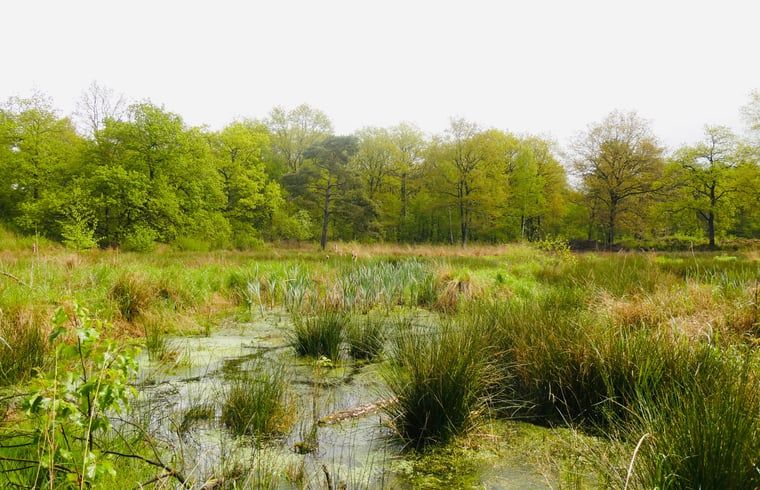 Natuurrijke omgeving van Huisje in Elim, bed and breakfast in Elim, Zuidwest Drenthe, met moerassige landschappen.