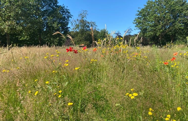 Blooming wildflowers near Huisje in Veenhuizen, vacation home in Frederiksoord, Southwest Drenthe.