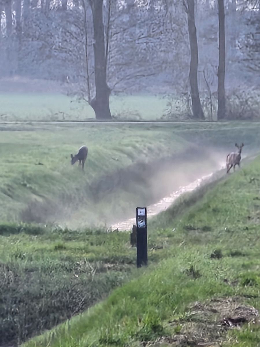 Geniessen Sie den ruhigen Garten des Ferienhauses DG2026 in Dieverbrug, im Suedwesten von Drenthe, umgeben von ueppiger Natur und bluehenden Blumen.