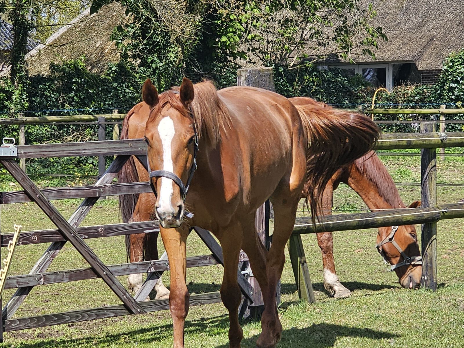 Unterkunft 203906 - Ferienhaus Zuidwest Drenthe - DG2026