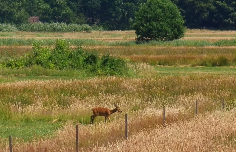 Blick auf die Natur vom Ferienhaus in Oude Willem, Suedwest Drenthe, mit bequemen Stuehlen.