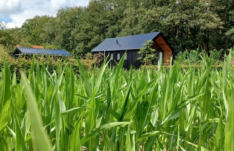 Huisje in Hollandscheveld omgeven door groen in Zuidwest Drenthe.