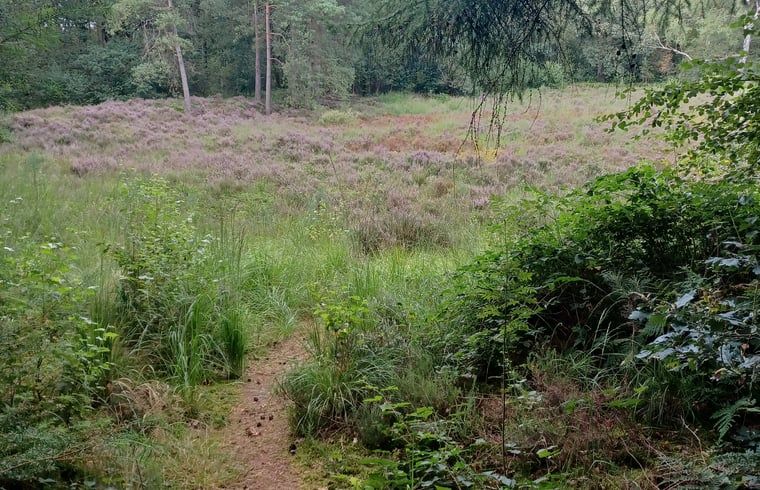 Heideveld in de buurt van Huisje in Hollandscheveld, omgeven door Drentse natuur.