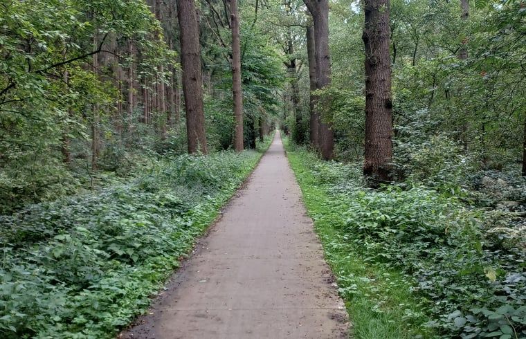 Bosrijk wandelpad nabij vakantiehuis Huisje in Hollandscheveld, Drenthe.