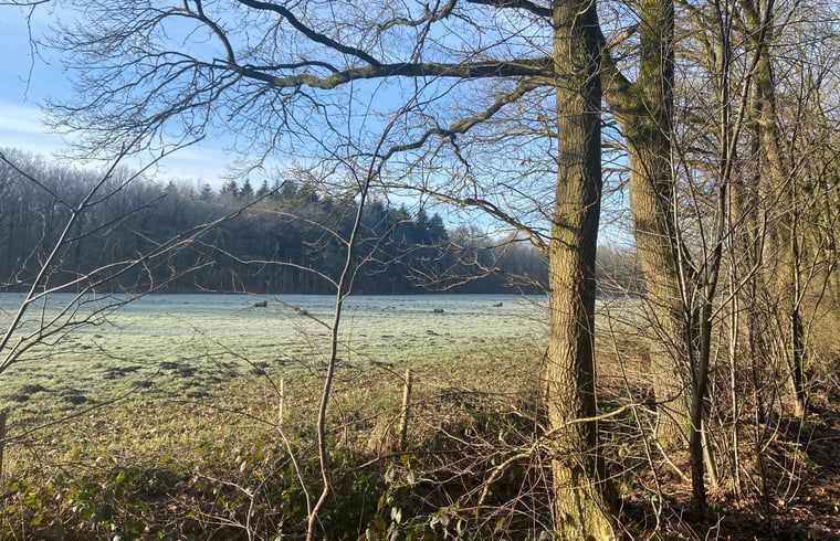 Bosrijke omgeving van Vakantiehuisje in Hollandscheveld, Zuidwest Drenthe, Drenthe.