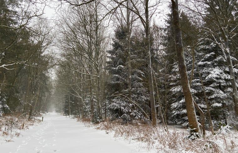 Sneeuwlandschap rondom Vakantiehuisje in Hollandscheveld, Zuidwest Drenthe, Drenthe.
