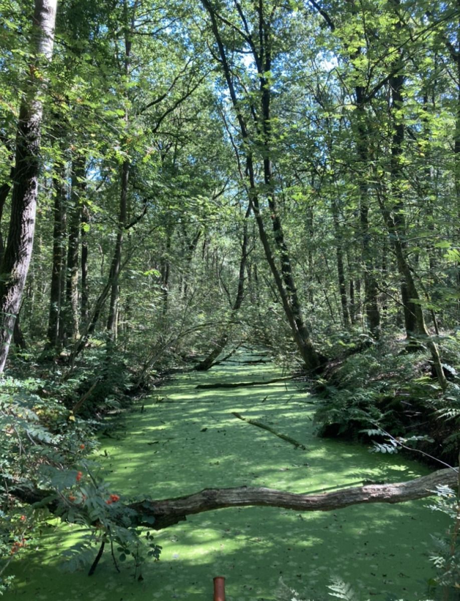 Verblijf 204116 - Vakantiewoning Zuidwest Drenthe - DG2162