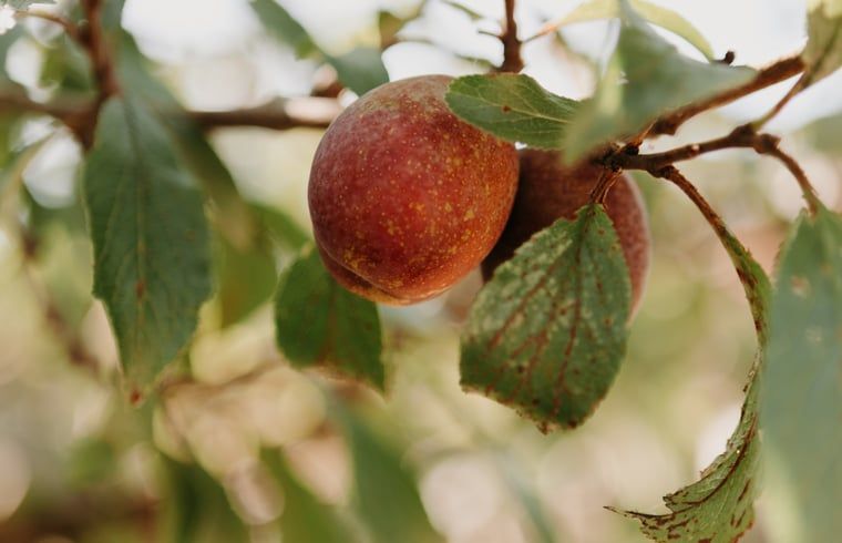 Unterkunft 220234 - Ferienhaus Zuidelijk Flevoland - Vakantiehuisje in Zeewolde