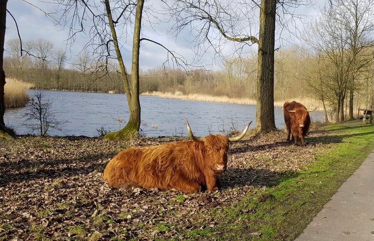 Schottische Hochlandbewohner auf dem Lande im Ferienhaus in Zeewolde, Flevoland.