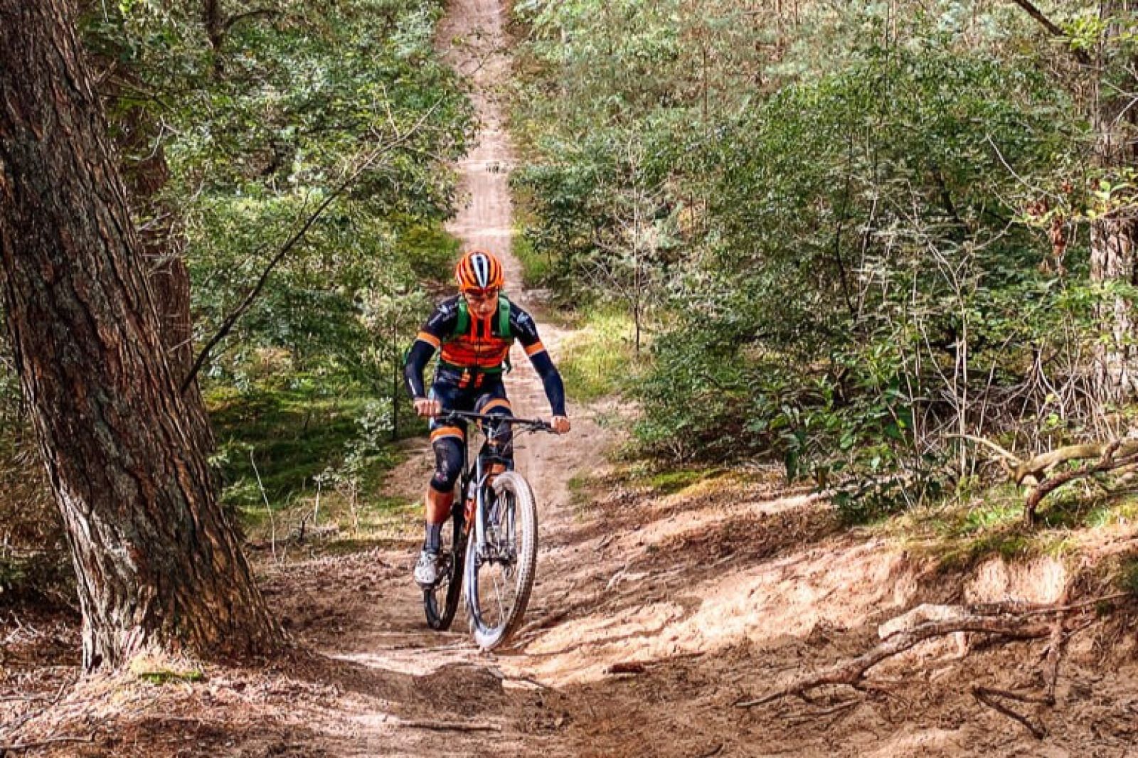 Bluehendes Heidekraut in der Landschaft um das Ferienhaus FR433 in Appelscha, Friesland.