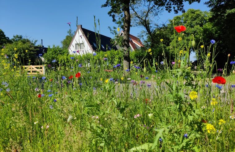 Vakantiehuisje in Ruigahuizen omringd door kleurrijke bloemen in de Friese bossen, Friesland.