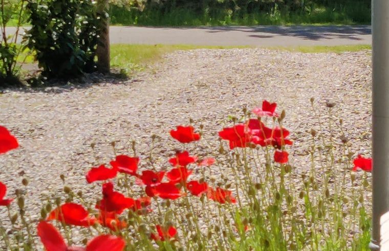 Bloeiende klaproos in de tuin van Vakantiehuisje in Ruigahuizen, Friese bossen, Friesland.