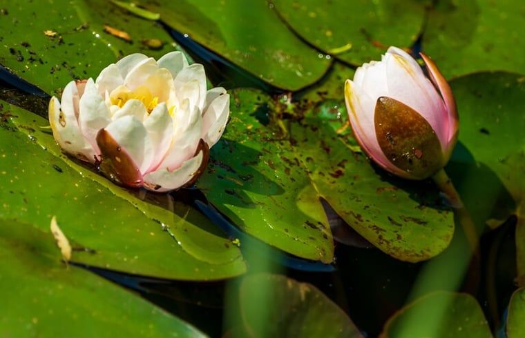Waterlelies in de vijver bij vakantiehuisje in Bakkeveen, te midden van Friese bossen.