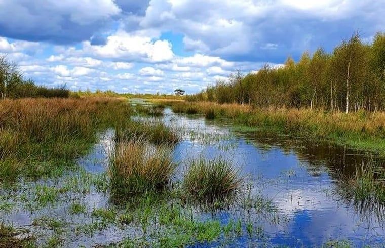 Unterkunft 231223 - Ferienhaus Friese bossen - Vakantiehuisje in Oosterwolde