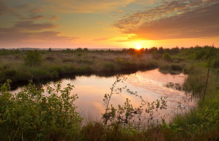 Unterkunft 231223 - Ferienhaus Friese bossen - Vakantiehuisje in Oosterwolde