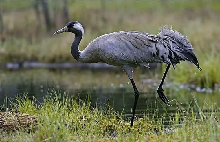 Guest house 231228 - Holiday property Friese bossen - Vakantiehuis in Oosterwolde