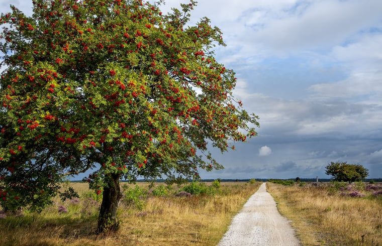 Guest house 231228 - Holiday property Friese bossen - Vakantiehuis in Oosterwolde